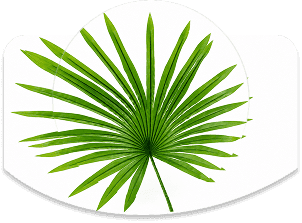 Saw Palmetto