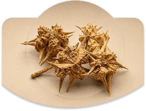 Gokhru Extract