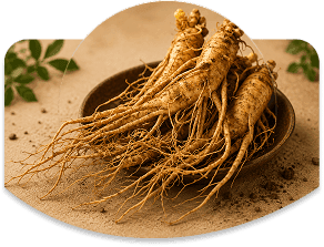 Panax Ginseng