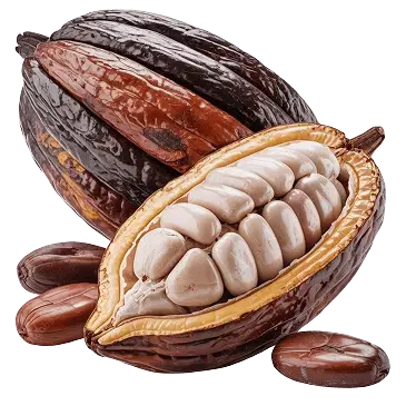 Fresh cocoa pods opened to reveal cocoa beans